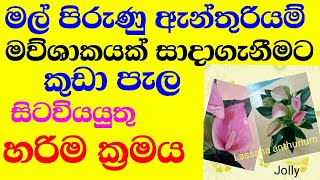 how to potting a anthurium plant part01 [upl. by Yeliak646]