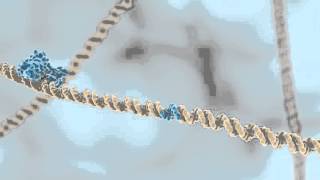 Restriction Enzymes [upl. by Dnumde250]