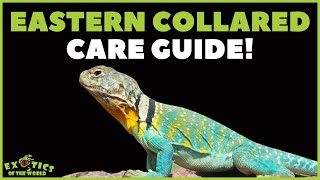 Collared Lizard Care Guide  How To Take Care Of A Yellow Eastern Collared Lizard [upl. by Edmee]