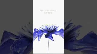 Fleur De Lis Blooming And Wilting Look So Beautiful  TimeLapse [upl. by Devinne613]