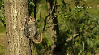 a flying squirrel in the sky [upl. by Erek780]