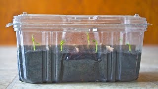 FREE Mini Greenhouse or Humidity Dome to Start Seeds [upl. by Lisabet]