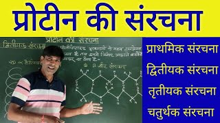 प्रोटीन की संरचना। Structure of ProteinPrimary Secondary Tertiary and Quaternary structure [upl. by Nawyt]