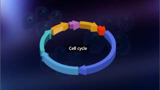 Mitosis The Amazing Cell Process that Uses Division to Multiply Updated [upl. by Ecydnarb156]