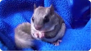 Pickles The Flying Squirrel Jumps Around House [upl. by Ayian]