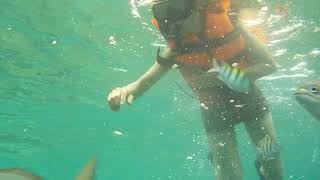 Part I Snorkeling at the Balicasag Island Nov 19 2022 [upl. by Ahsyla948]