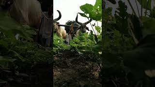 ધોળા vadhiyara balad બળદ farming vadhiyar nikunjhudad bull [upl. by Edric]