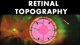 Retinal Topography  Anatomy of Peripheral Retina [upl. by Stalder]