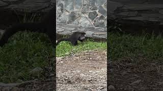 Coatimundi doesn’t like being watched music earth coatimundi nature wildlife [upl. by Niac]