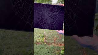 Preserving Abandoned Spider Web in Backyard 🕸️ 🕷️ [upl. by Etnoj]