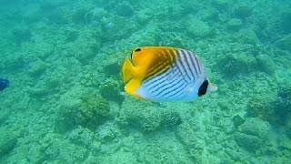 Epic Snorkeling Kauai Hawaii Poipu Beach HD [upl. by Brendon]