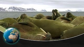 Walruses  Unexpectedly skilled Heavyweights [upl. by El]