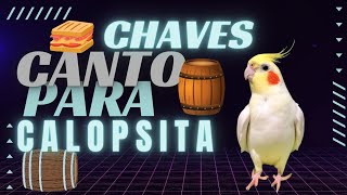 CANTO CHAVES PARA CALOPSITA [upl. by Kale]