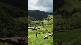 Valle del Cocora relajantes vistas [upl. by Adniral]