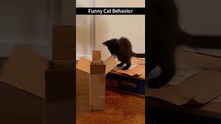 funnycats fyp funny pets catlover cat fouyoudog [upl. by Erik]