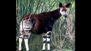 Focus on Species Okapi Okapia johnstoni [upl. by Duke751]