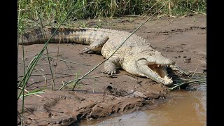 Crocodile Attack Man in River Animal Attack Fun Made Movie By Wild Attack [upl. by Nosde]