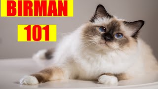 Birman Cat 101  Must Watch BEFORE Getting a BIRMAN CAT [upl. by Burley]