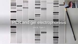 PCR and gel electrophoresis [upl. by Myk]