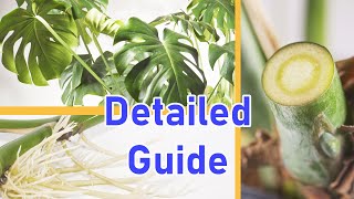 How To Propagate MONSTERA DELICIOSA 2 EASY Ways DETAILED [upl. by Vanthe]