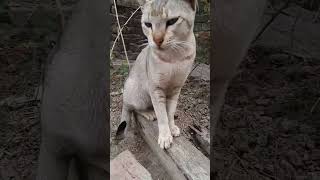 Kore nani Kore nani youtubeshorts catvideos funnycat virals cow 😀😃😃🐺 [upl. by Pudens]