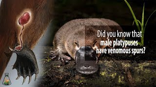 Did you know that male platypuses have venomous spurs [upl. by Llehsor]