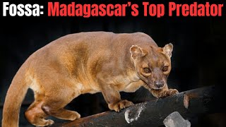 Fossa  Madagascar’s Top Predator [upl. by Othilie]