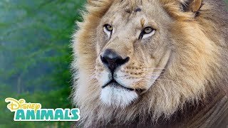 Lions 🦁 Disney Animals  Disney Junior [upl. by Iborian]