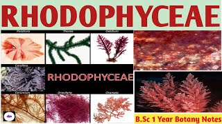 RHODOPHYCEAE  RED ALGAE   CLASSIFICATION OF ALGAE  BSc Botany Notes  ZBC [upl. by Aratehs587]