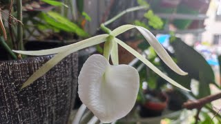 Brassavola nodosa quotPanamaquot [upl. by Alton]