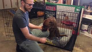 The quotKongquot Dog Cage review Dont waste your money [upl. by Adnilrev]