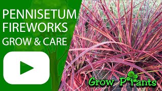 Pennisetum fireworks  grow amp care Fountain grass [upl. by Sadnak]