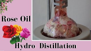 Making Rose Oil at Home with HydroDistillation roseoil essentialoil terpenes [upl. by Amairam]