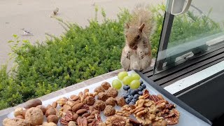 Squirrels reactions to charcuterie board [upl. by Norling]