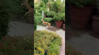 Black buck deer eating banana 🍌 🦌 [upl. by Rambow]