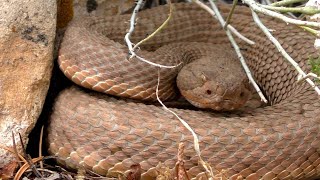 Minute Out In It Grand Canyon Rattlesnake [upl. by Enegue893]