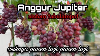 Panen Anggur Jupiter Tabulampot [upl. by Ledif755]