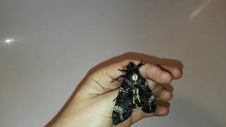 Deaths head hawkmoth screaming [upl. by Goldsworthy63]