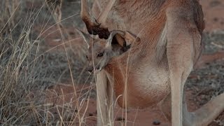 Brolgas DIY kangaroo pouch  Kangaroo Dundee Episode 2 Preview  BBC [upl. by Jolene]