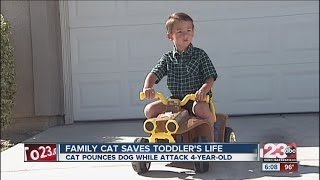 New Details Incredible feline saves owners son [upl. by Jasmine]