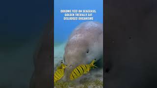 Dugong and Golden Trevally Partners in the Wild [upl. by Tacy]