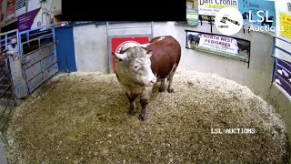 LSL Auctions  Pedigree Hereford Bull at Kanturk Livestock Mart sold for 1950  LSLAuctionscom [upl. by Nelhsa]