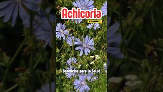 Achicoria Beneficios para la Salud [upl. by Ttekcirc861]