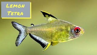 Lemon Tetra  Profile and Care Guide [upl. by Noterb]