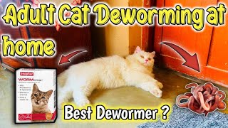 95 Pet Parents Dont Know How To Deworm adult Cat At Home Cat Worms TreatmentAdult Cat Deworming [upl. by Anisamoht754]