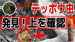 カミキリ虫（テッポウ虫）駆除について いちじくVlog 19 2021 [upl. by Yumuk]