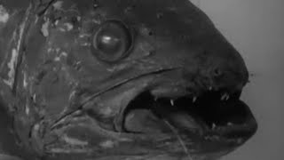 Scientific Sensation of the Century Coelacanth  Zoo Quest to Madagascar  BBC Earth [upl. by Grassi]