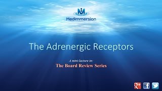 The Adrenergic Receptors [upl. by Atteuqehs]