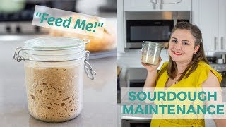 Sourdough Starter Maintenance  Sourdough for Beginners [upl. by Herwig]