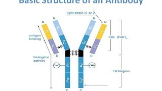 Antibody purification Methods [upl. by Baiel]